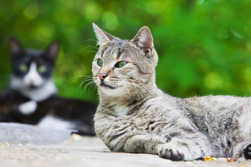 Big stray cat outside in summer. Portrait of striped cat