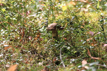 appetizing beautiful forest mushroom