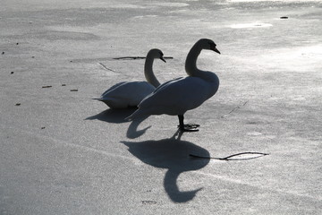 Obraz premium Das Schwanenpaar auf dem Butzer See in Berlin-Kaulsdorf