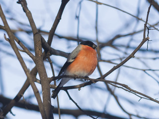 Red-colored Male of Eurasian Bullfinch, Pyrrhula pyrrhula, close-up portrait on branch with bokeh...