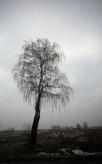 lonely tree in winter landscape in Polish village