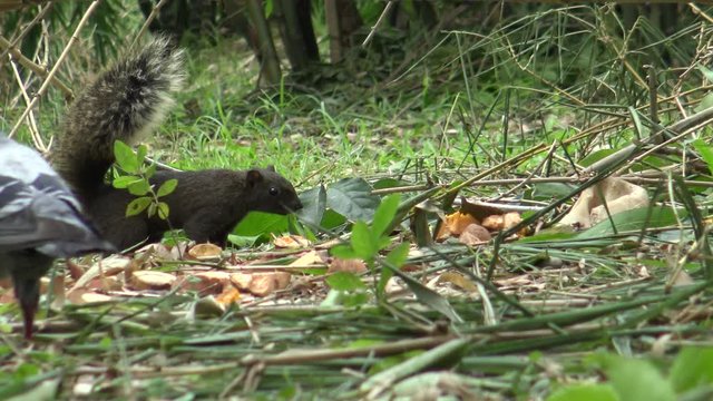 Pallas's squirrel searching food on the floor the Daan park in the bamboo forest, Taipei city 4K -Dan