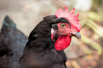 Free range chicken on a farm. Colse up.