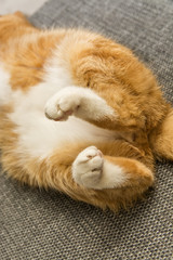 Fototapeta na wymiar red cat lies paws to the top 