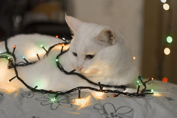 Beautiful white cat sits wrapped in garland. Luminous garlands on the neck of the cat. Cat in holiday lights