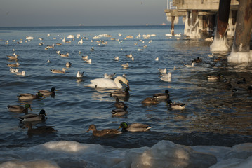 Zima na plaży w Brzeźnie © jordi23