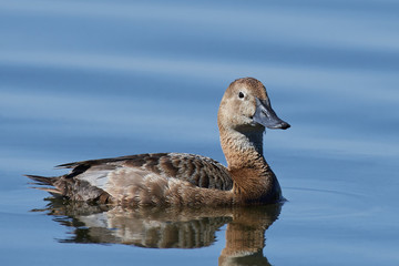 Common pochard (Aythya ferina)