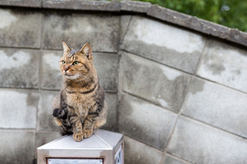 Obraz premium Street cat