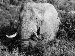African elephant In Monochrome