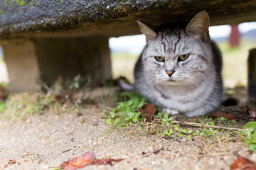 Street cat hide under the seat at park