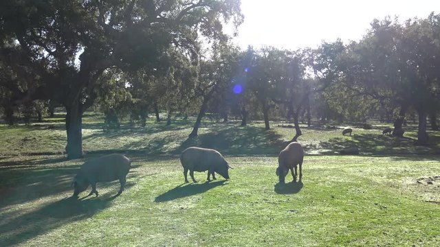 4K Black Iberian Pigs To Pass Through The Oak Trees in the Dehesa of Extremadura, Spain. Spanish Hogs Eating Acorn a good day of winter with Sun's Rays in the field.-Dan