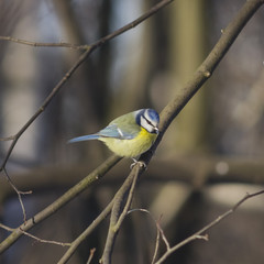 Eurasian blue tit, Cyanistes caeruleus, sitting in branches, closeup portrait, selective focus, shallow DOF