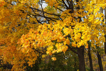 golden autumn leaves