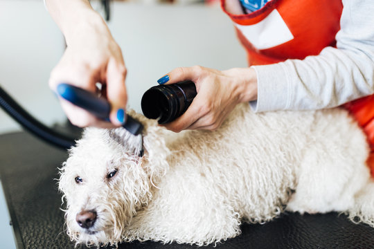 White poodle at grooming salon having bath.