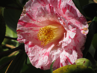Single red streaked white flower of Camellia japonica