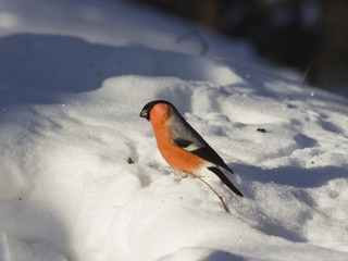 Red-colored Male of Eurasian Bullfinch, Pyrrhula pyrrhula, close-up portrait on snow, selective focus, shallow DOF
