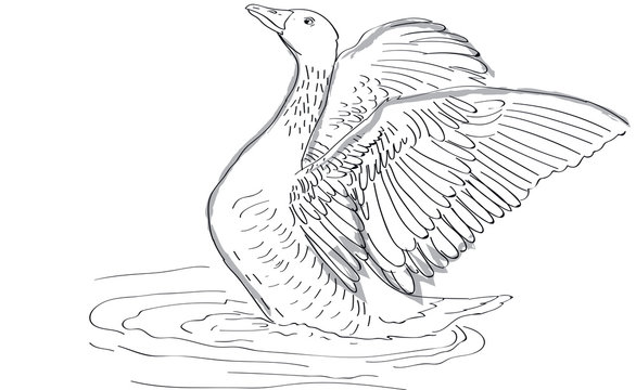 goose - drawing on tablet