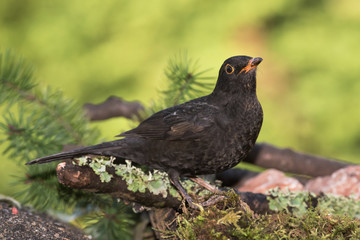 Blackbird, Turdus merula