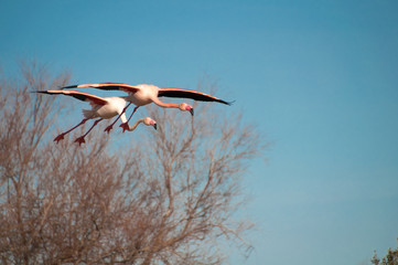 two flamingos fly together 
