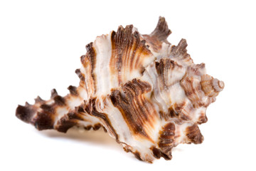 Obraz na płótnie Canvas marine sea shell isolated on white background