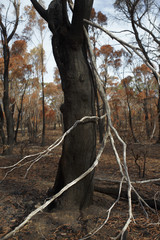 bush fires consequences