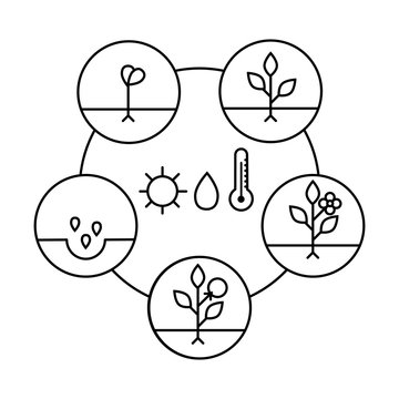 Plant growth stages. Line art icons. Linear style illustration  isolated on white.  Planting fruits, vegetables process. Flat design style.