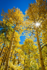 Fototapeta premium Fall Colors in Colorado