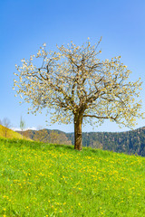 view of a cherry tree