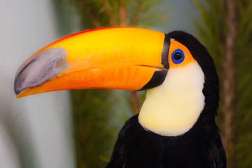 Fototapeta premium Zoo