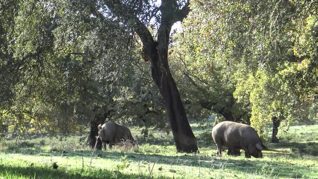 4K Black Iberian Pigs To Pass Through The Oak Trees in the Dehesa of Extremadura, Spain. Spanish Hogs Eating Acorn a good day of winter with Sun's Rays in the field.-Dan