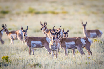 Antelope herd © Cheryl