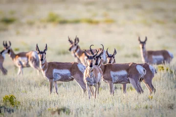 Fotobehang Antilope kudde © Cheryl