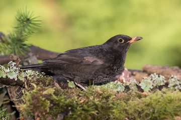 Blackbird, Turdus merula