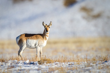 Antelope looking 