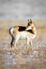 Antelope looking back