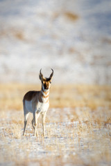 Single Antelope