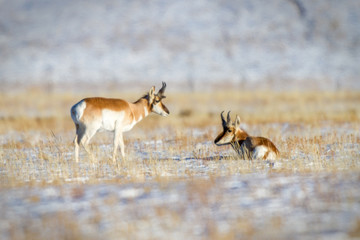 Antelope pair