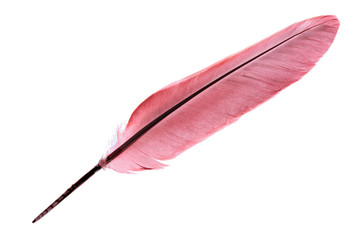 Single bird feather in red isolated on a white background