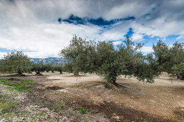 Fototapeta na wymiar Old olive trees in anciens orchand