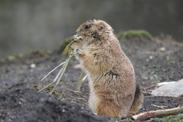 lovely animal