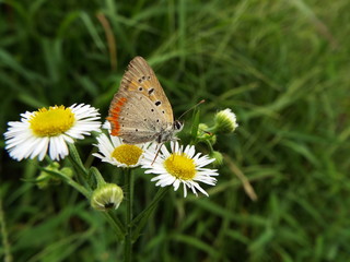 ベニシジミ orange butterfly