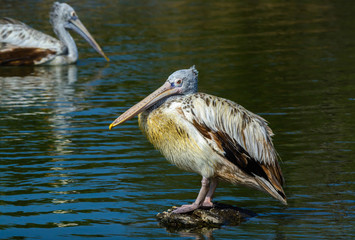 Beautiful bird standing in the water. 