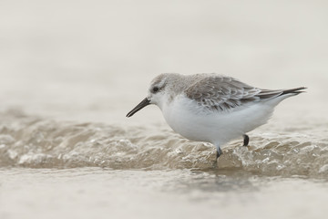 European Sanderling (Calidris alba) birds standing near the shore
