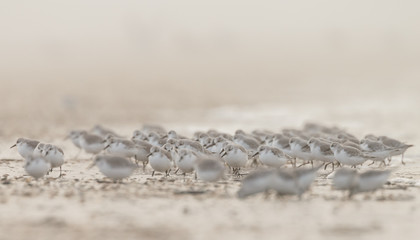 A group european Sanderling (Calidris alba) birds standing near the shore