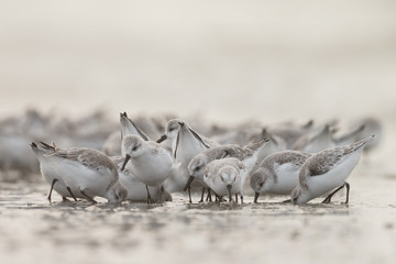 A group european Sanderling (Calidris alba) birds standing near the shore