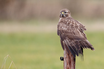 Buzzard on a pole in nature
