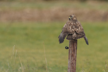 Buzzard on a pole in nature
