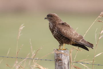 Buzzard on a pole in nature
