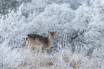 Naklejka premium Fallow deer in a winter landscape