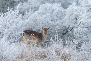 Fallow deer in a winter landscape